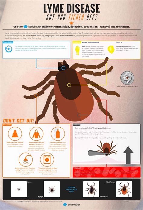 Lyme Disease Got You Ticked Off Infographic The Optical Journal