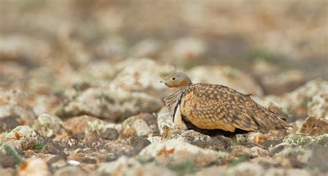 Photo Black Bellied Sandgrouse Pterocles Orientalis