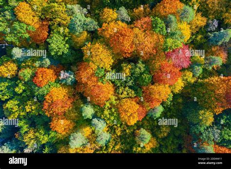 Aerial Top Down View Of Vibrant Colorful Autumn Forest Stock Photo Alamy