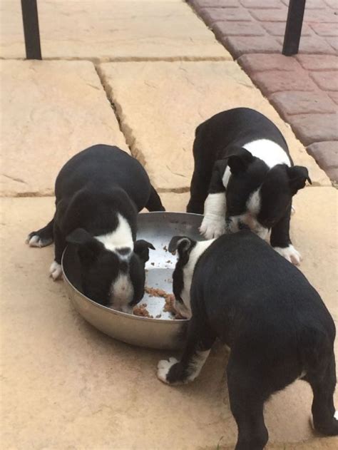 Advertise your dogs and puppies for free! Reg Boston Terrier puppies for adoption CLEVELAND OHIO ...