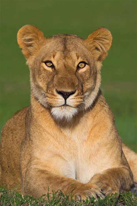 Portrait Of Lioness Panthera Leo Maasai Mara National Reserve Kenya