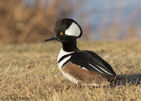 Drake Hooded Merganser Out Of The Water Feathered Photography