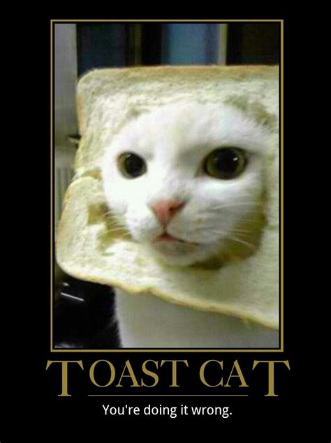 Toast Memes Photos