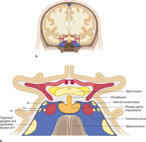 Vascular Supply Of The Brain Clinical Neuroanatomy 28 Ed