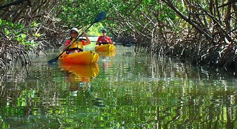Guided Mangroves Kayak Eco Tour Fort Myers Tripshock