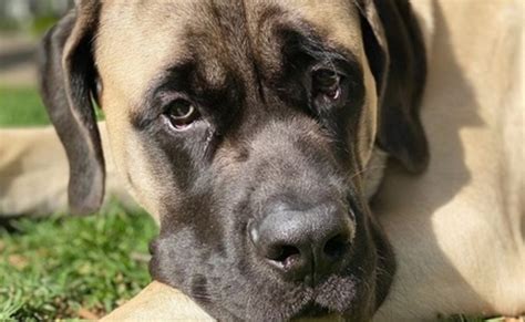 14 Reasons Why You Should Never Own English Mastiffs