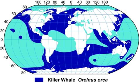 Where Do Killer Whales Live The Garden Of Eaden