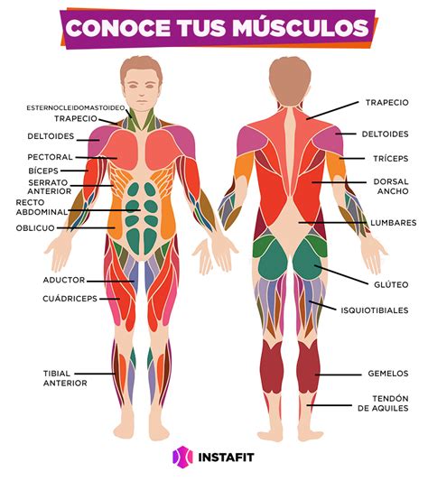 Conoce Todo Sobre Los Tipos De Musculos Images