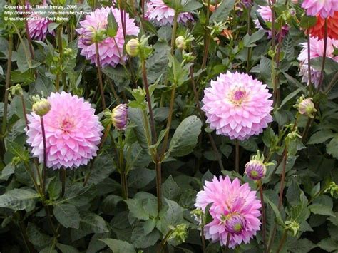 Plantfiles Pictures Waterlily Dahlia Miss Delilah Dahlia By