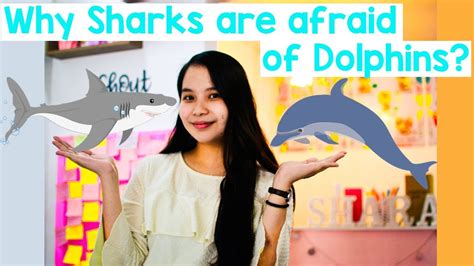 Sharks seem more scary than dolphins but sharks have a good reason to be scared of dolphins because if a shark tries to attack a dolphin or a dolphins babies then the dolphin can easily and quickly kill the shark. Why Sharks are afraid of Dolphins | Animation - YouTube