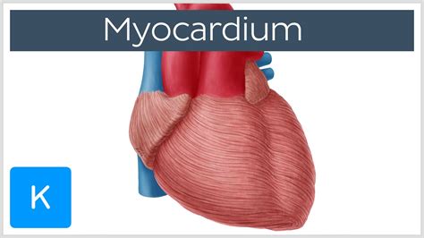 Myocardium Definition Location And Function Human Anatomy Kenhub