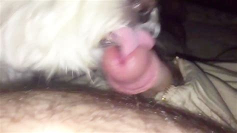 D Nde Tengo Que Inscribir A Mi Perro Iberfauna Hot Sex Picture