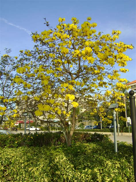 Flowering dogwoods (cornus florida) are small, deciduous trees that prefer partial or full shade and. Yellow Flowering Tree | Flowering trees, Florida trees ...