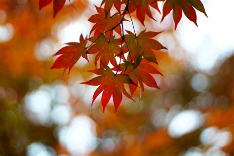 Red Leaf Tilt Angled Photography Japanese Maple Hd Wallpaper