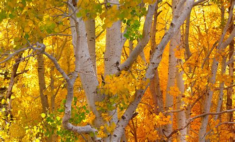 Birch Forest In Autumn Image Abyss