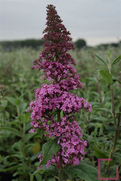 Buddleja Davidii Pink Delight Cesp Vivai Marche