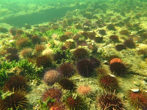 Sea Urchin Barrens How To Rebuild An Ecosystem Wildlife In The Balance