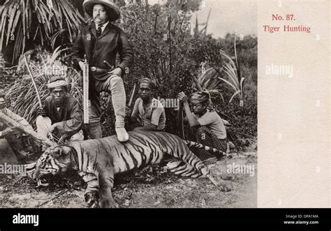 Tiger Hunting In Malaya Stock Photo Alamy