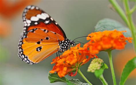 Mar 29, 2021 · whether you need new ideas for your garden, want to change your wallpaper to an image of flowers, or you want to look at pictures of pretty blooms, we've rounded up tons of images of different. Hp Envy 4 1202Tx wallpaper - 702988