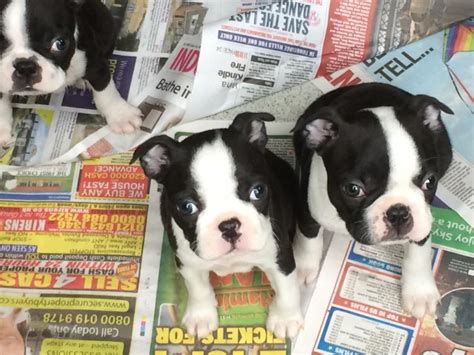 Boston terrier puppies are extremely popular because of their cute and compact appearance and their wonderful temperament. Boston Terrier Puppies For Sale | New York, NY #267173