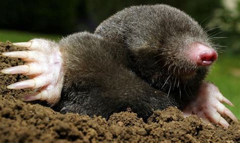 Moles Or Voles Who To Blame For Lawn Damage