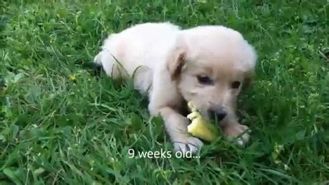 Golden Retriever Puppy To Adult 6 Weeks To 1 Year Youtube