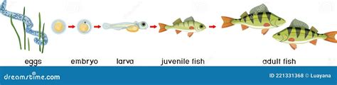 Cycle De Vie Du Poisson Séquence Des Stades De Développement De La