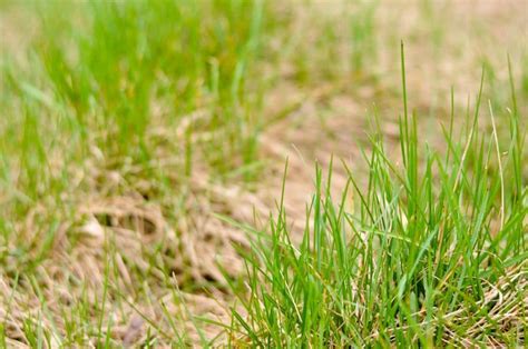 Dormant Grass Vs Dead Grass In Spokane County Wa