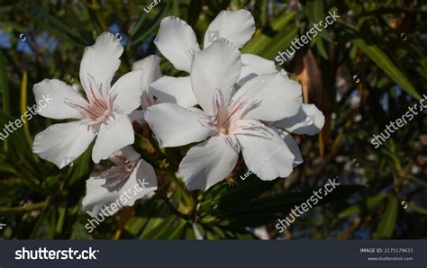 Nerium Oleander White Flowers Cultivar Plant Stock Photo 2175179633