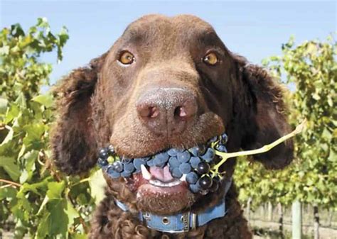 If your pet eats significant amounts of this fruit or raisins, he will most likely. Get To Know The Truth: Is It Okay For Dogs to Eat Grapes ...