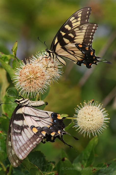Female Eastern Tiger Swallowtail Butterflies Celestial Images