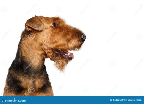 Airedale Terrier Dog On Isolated White Background Stock Image Image