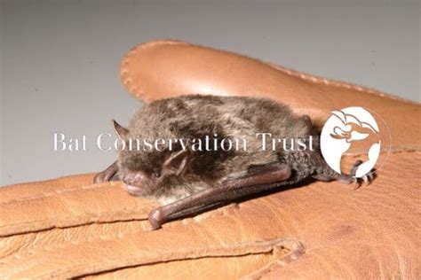 Bats And Human Health What Do I Need To Know About Having Bats Bat