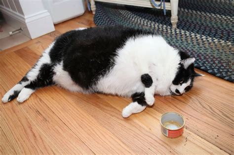 Sprinkles May Be One Of The Worlds Fattest Cats Tipping The Scales At An Enormous 32 Pounds