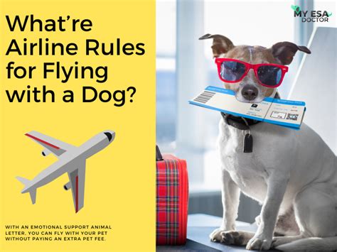 Refer to alaska's pet policy for requirements for a health certificate. With an emotional support animal letter, you can fly with ...
