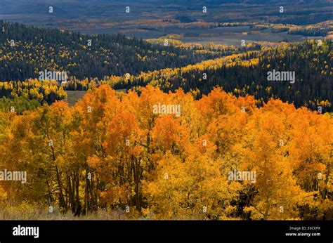 Aspen Trees Populus Tremuloides And Conifers In Autumn Sevier