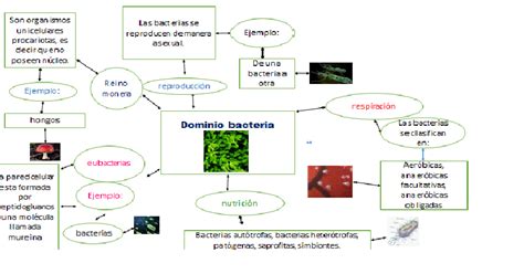 Biologia Mapa Mental 9 Domino Bacteria