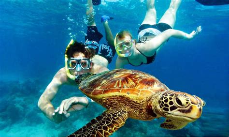 Great Barrier Reef Cruises And Green Island Great Adventures
