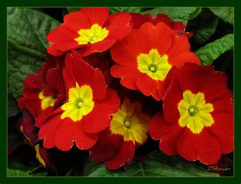 Red Primrose Flowers Flickr Photo Sharing