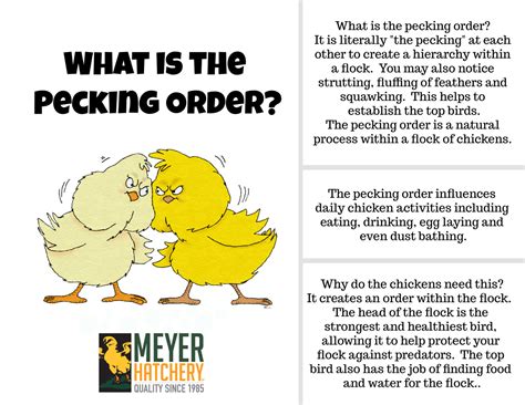 What Is The Pecking Order Backyard Flocks Chickens Backyard