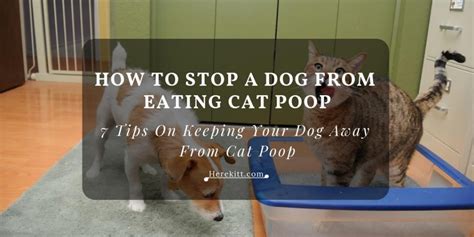 Silica bead or crystal litter. How To Stop A Dog From Eating Cat Poop - 7 Tips On Keeping ...