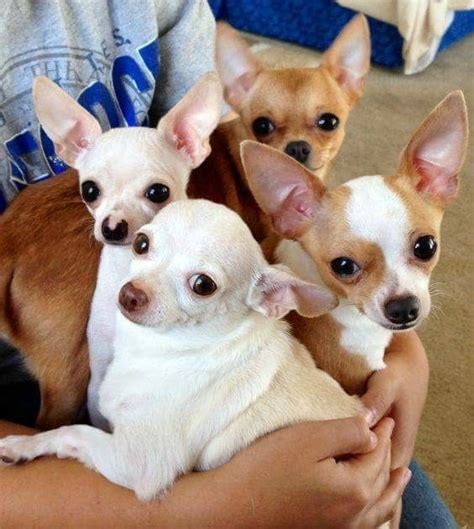 Ahh Chihuahuas Que Bonitas Chihuahua Chihuahua Puppies Cute Dogs