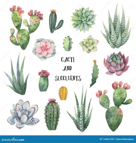 Watercolor Vector Set Of Cacti And Succulent Plants Isolated On White