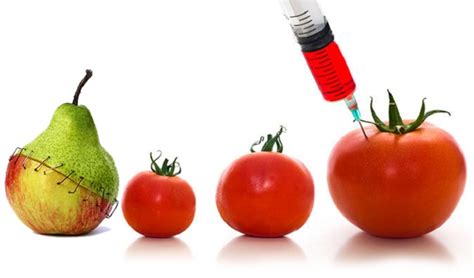 Genetically modified organisms (gmos) are produced by inserting genetic material (sometimes from another species) into a plant such that the new genetic material will provide the plant the ability to exhibit some desirable trait (i.e., genetic engineering). Transgenic Organisms: What are they? How are they modified ...
