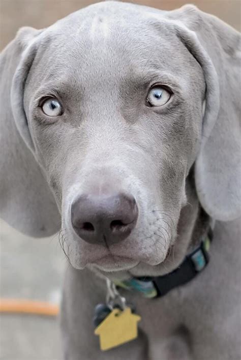 Pin By Ash Miya On Weimaraner Weimaraner Puppies Dog Breeds Dogs