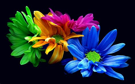 Colorful Flowers Wallpapers Hd Pixelstalk