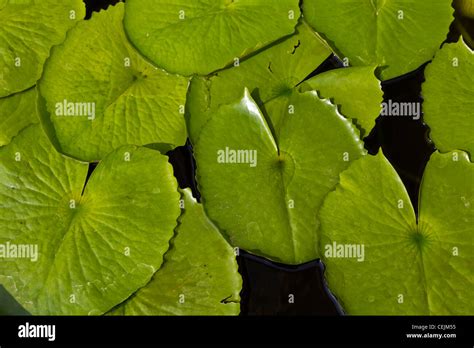 Lotus Leaves Floating On The Water Stock Photo Alamy