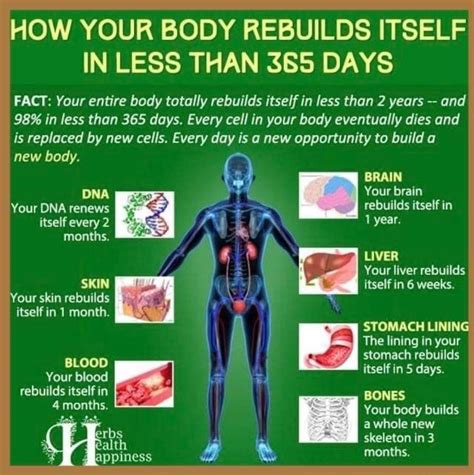 How Your Body Rebuilds Itself In Less Than 365 Days Fact Your Entire
