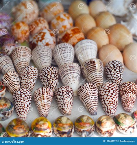 Seashells For Sale On A Beach In Bali Stock Photo Image Of Holiday