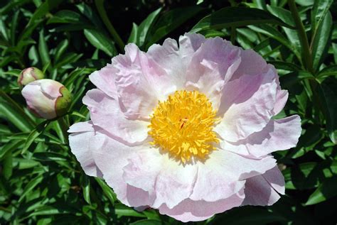 This Years Peony Garden The Martha Stewart Blog